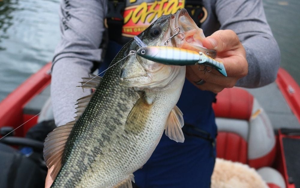 A bass that was caught on a jerkbait.