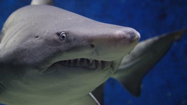 Cape Cod Shark Detections Up Dramatically