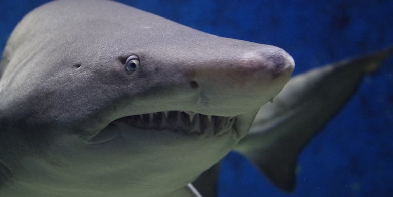 Cape Cod Shark Detections Up Dramatically