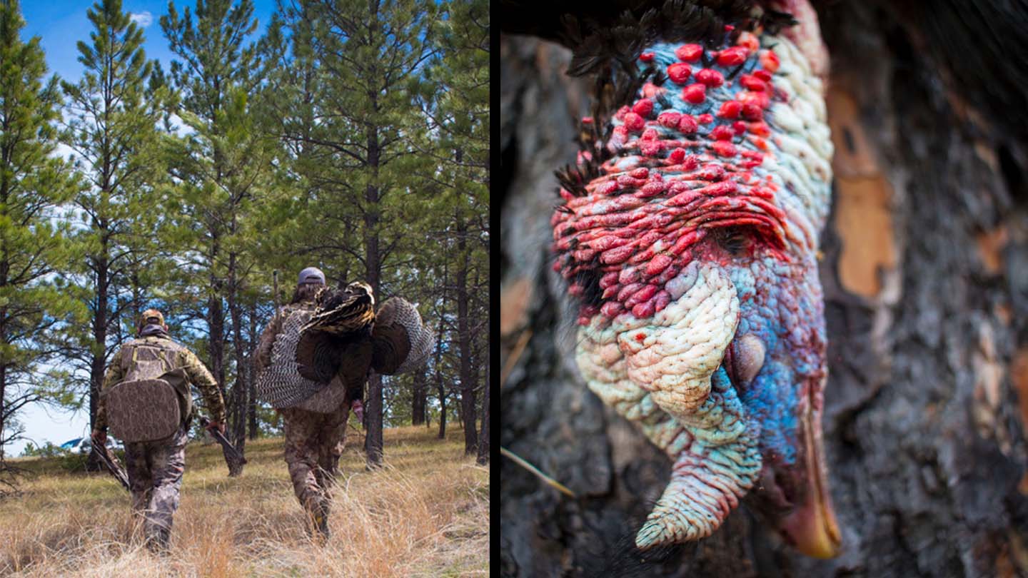 Montana turkey hunting