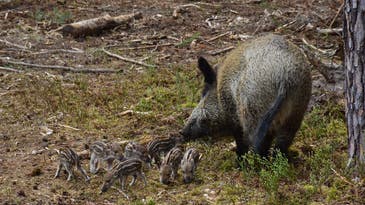 Texas Touts HogStop Contraceptive in War on Wild Pigs
