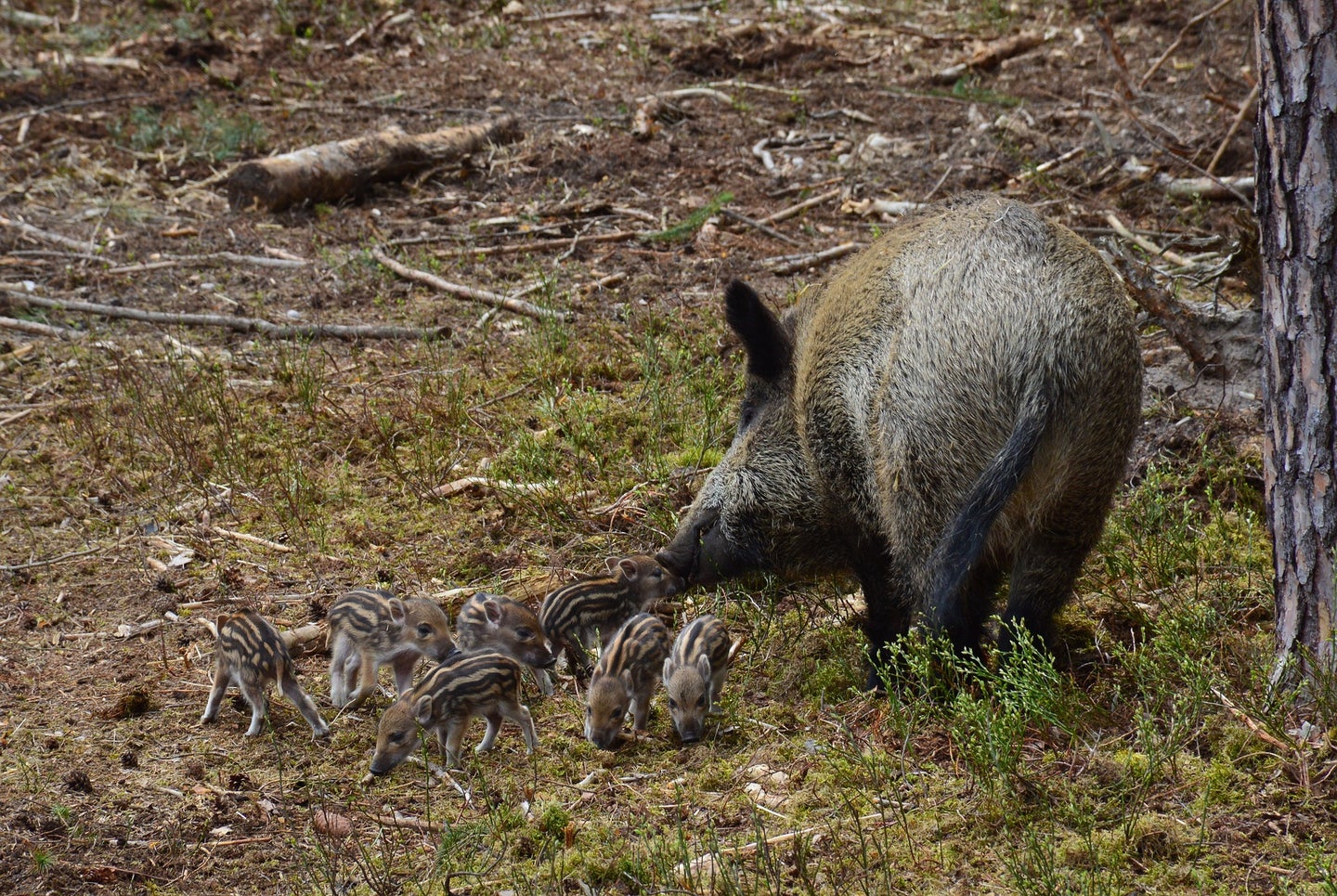 Feral hog contraception is being studied in Texas.
