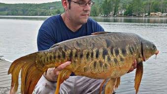 Mutant Fish: Have You Ever Seen a Carp Like This?