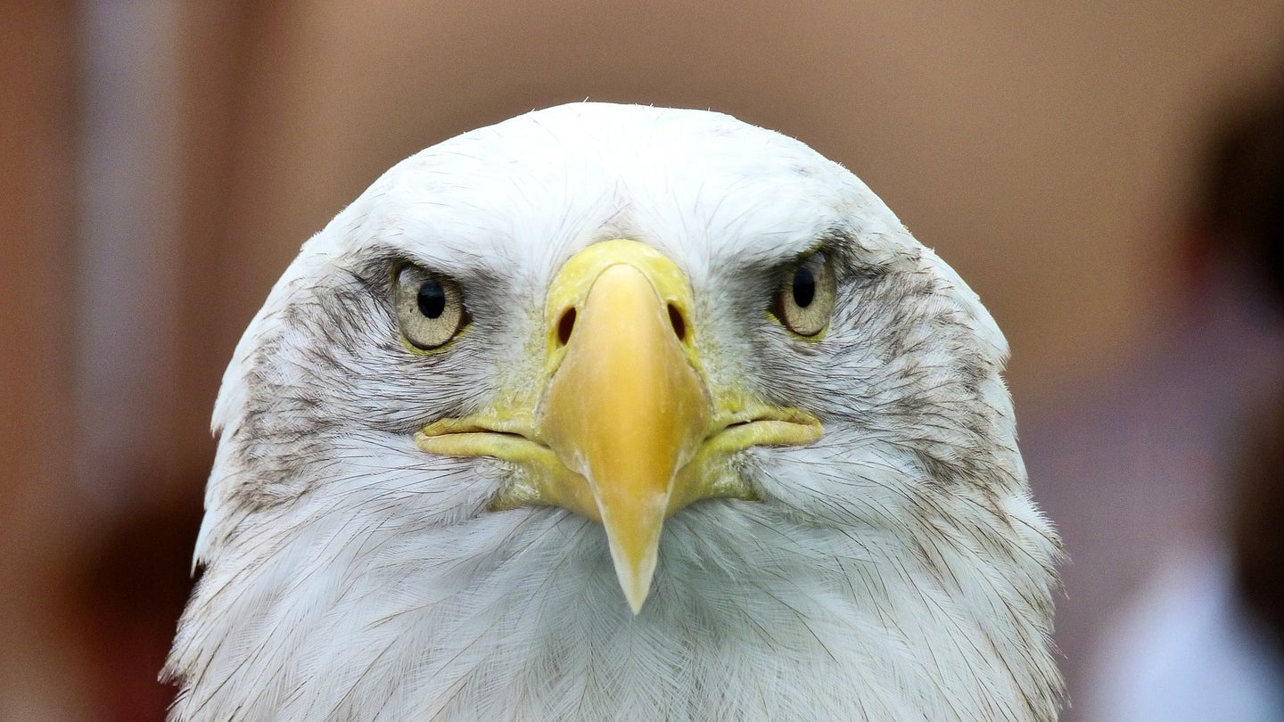 Bald eagles have been fingered for slaughtering 54 lambs on an Idaho farm.