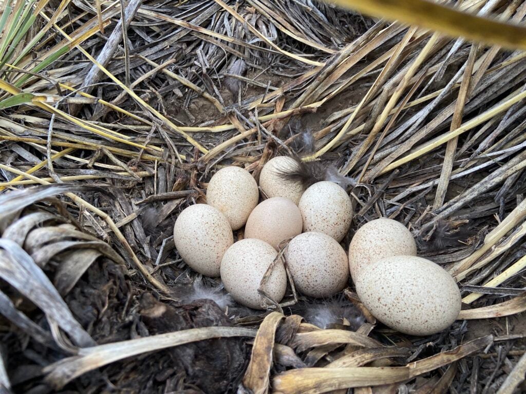 Wild turkey nest with eggs