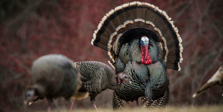 Should Turkey Reaping Be Banned? Are We Killing All the Vocal Toms? And More Tough Questions for Turkey Hunters