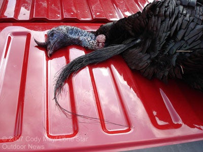 Wild turkey with 22.5-inch beard.