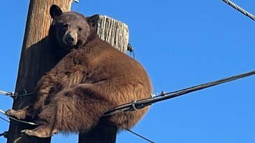 Bear Climbs Power Pole, Avoids Getting Shocked