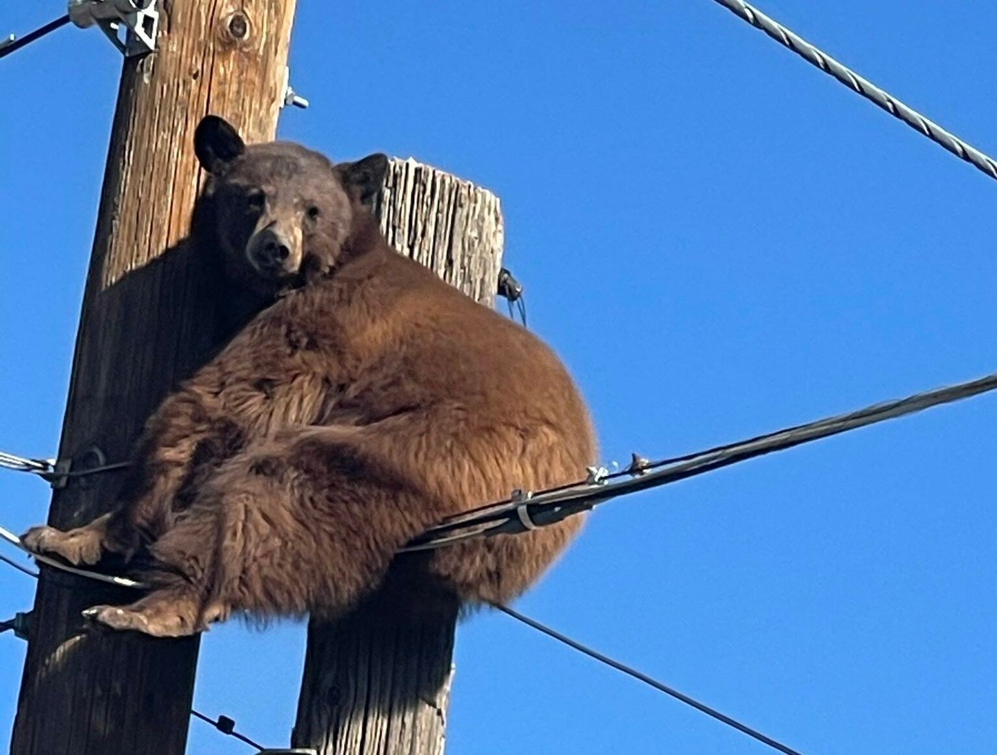 This black bear was finally coaxed down from Arizona high-tension wires.