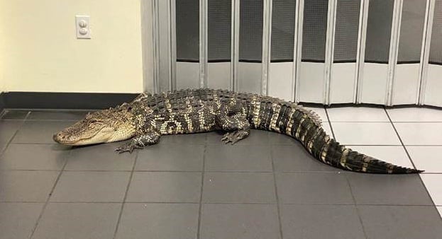 The Hernando County Sheriff's department caught and later released this gator that was found in a post office.