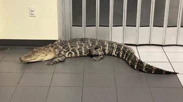 Florida Alligator Found in Florida Post Office