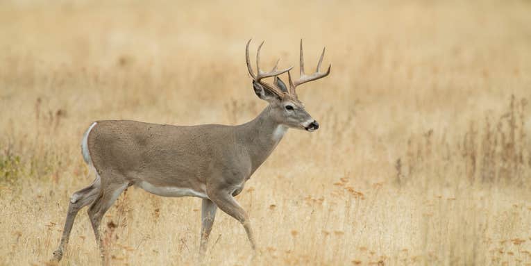 Where’d My Buck Go? Whitetail Travels 200 Miles in the Middle of the Rut