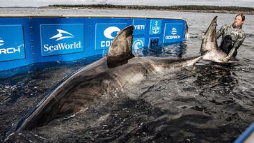 Monster Great White Sharks Summer in Waters off the Northeast