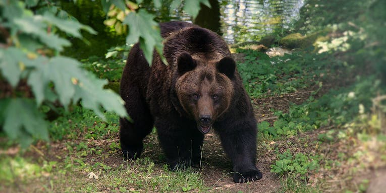 Missing Alaska Hiker Charged by Bears is Found Alive