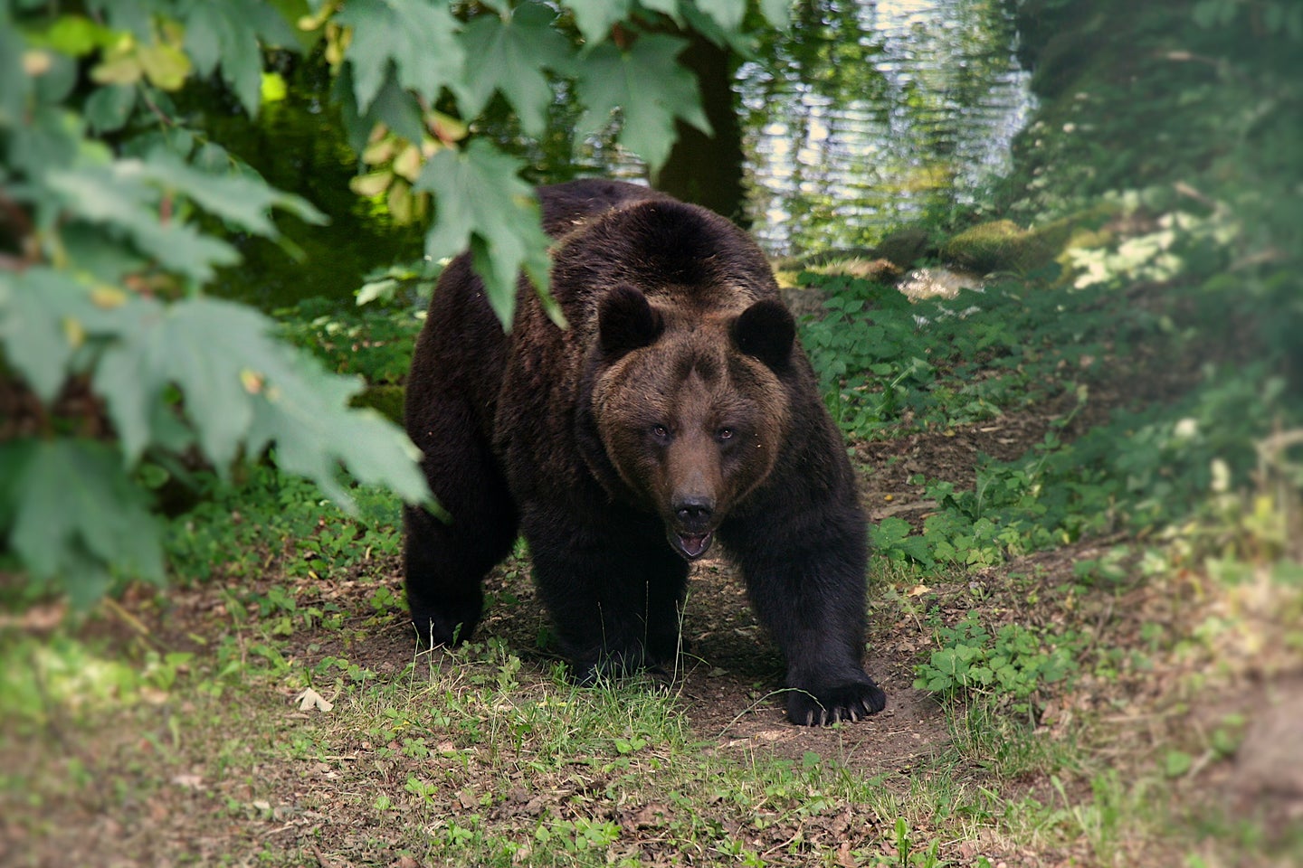 A hiker was rescued in Alaska after she was charged by a bear. 