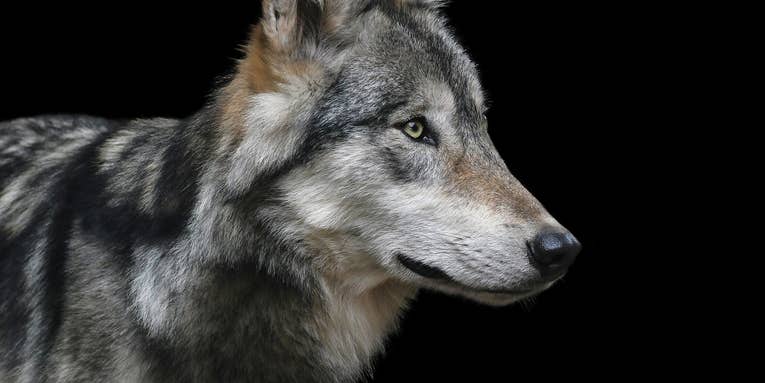Idaho Fish & Game Commission Expands Wolf Hunting Opportunities—And Criticizes State Legislature