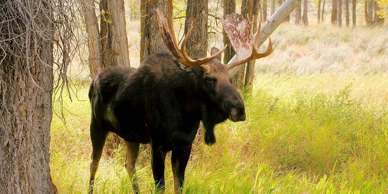 Camper Drops Charging Moose with .45 Handgun