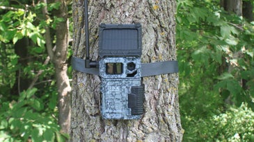 Spypoint Link-Micro-S trail camera