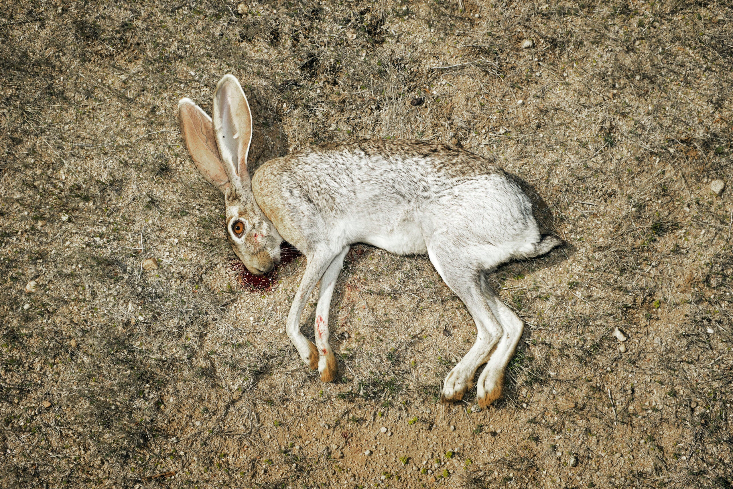Hunting Jackrabbits on Public Land in the Southwest Field and Stream