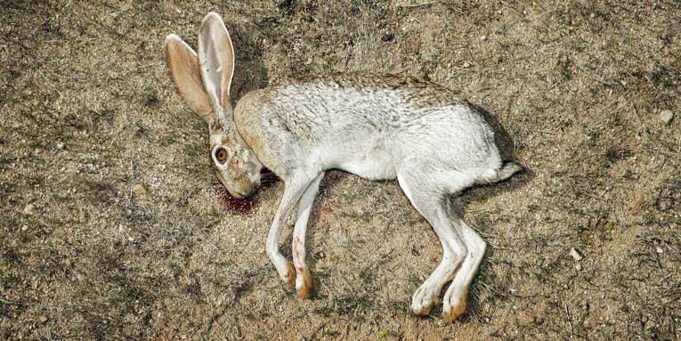 No Small Game: A Jackrabbit Hunting Adventure in the Southwest