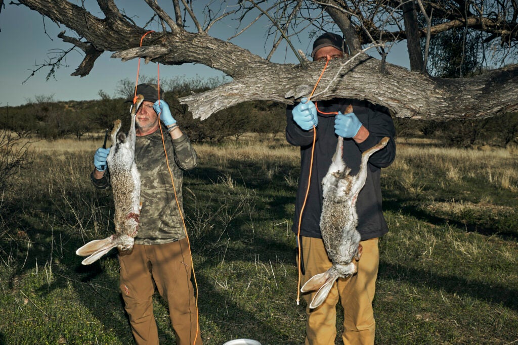 hunters butchering jackrabbits
