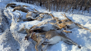 Saskatchewan Man Busted for Illegally Killing 12 Whitetails