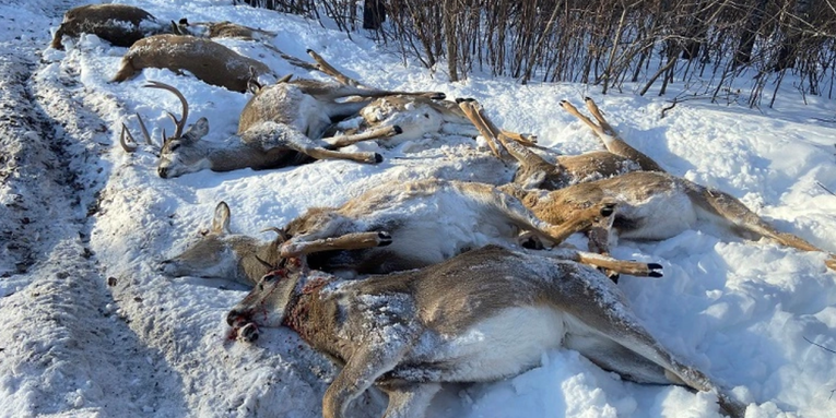 Saskatchewan Man Busted for Illegally Killing 12 Whitetails