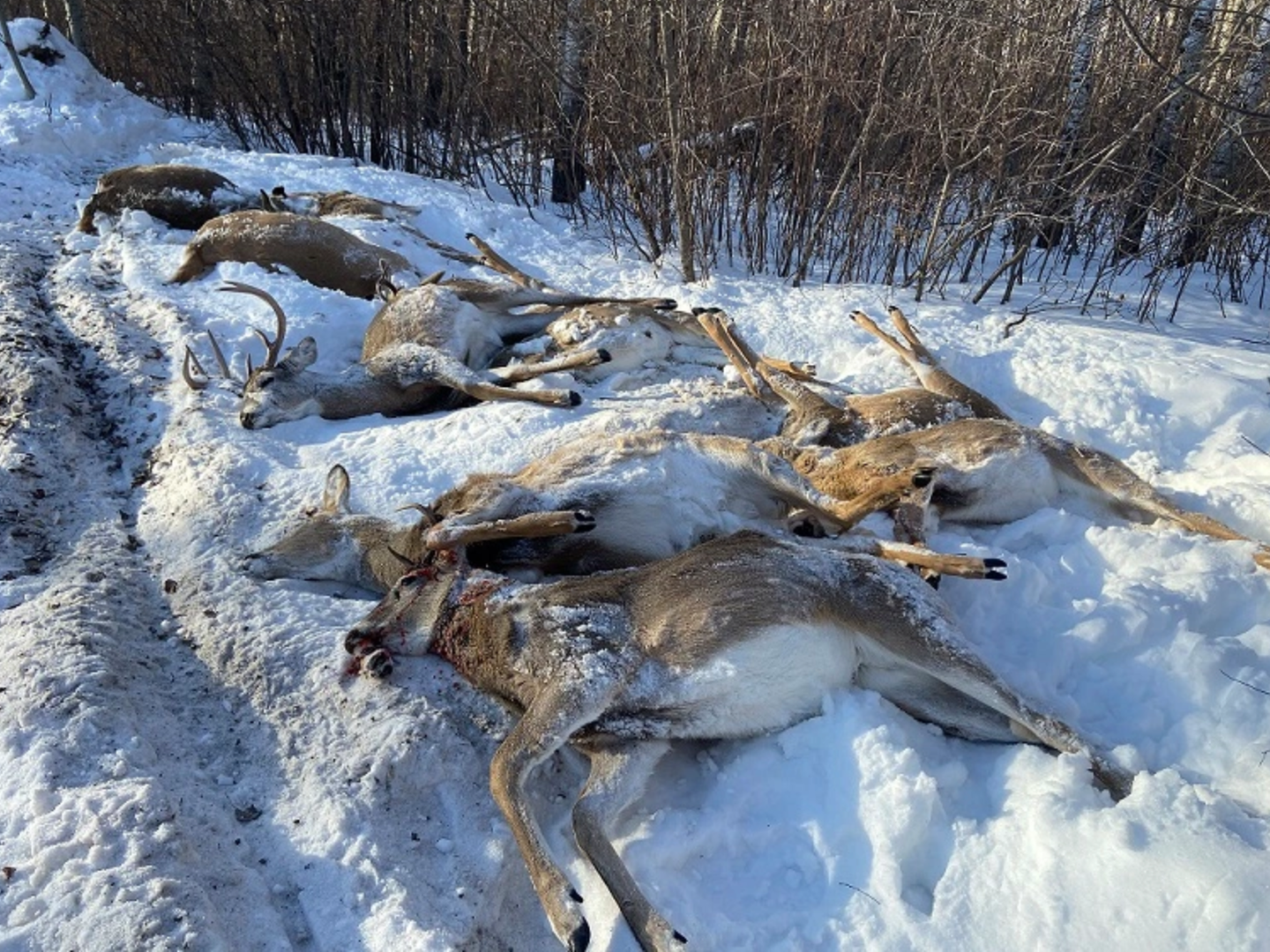 Conservation officers in Saskatchewan recovered 12 illegally taken whitetails.