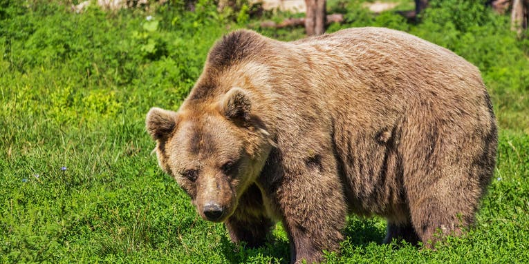 Alaska Man Survives Brown Bear Bite After Jumping into Kenai River
