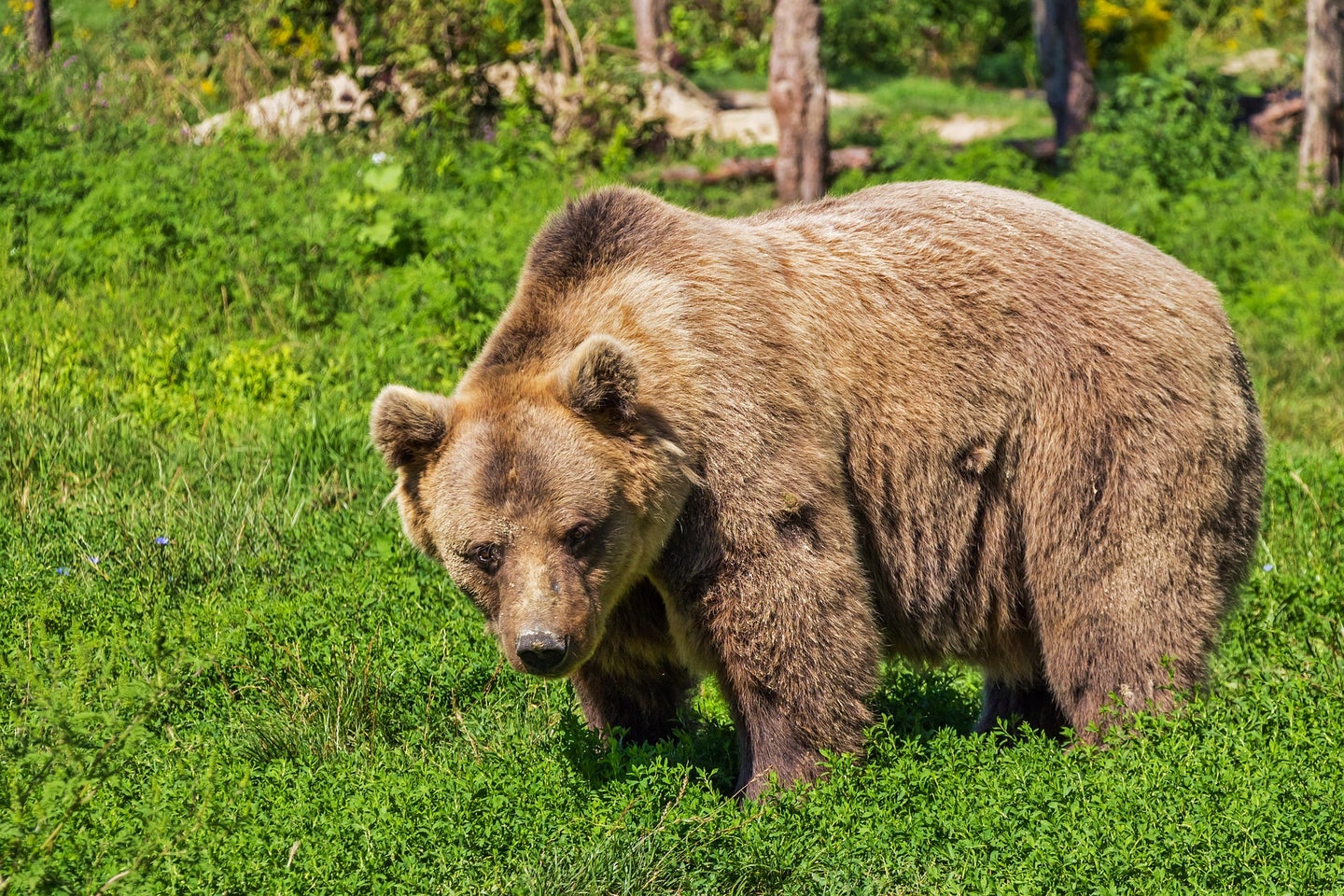 brown bear in a green field.