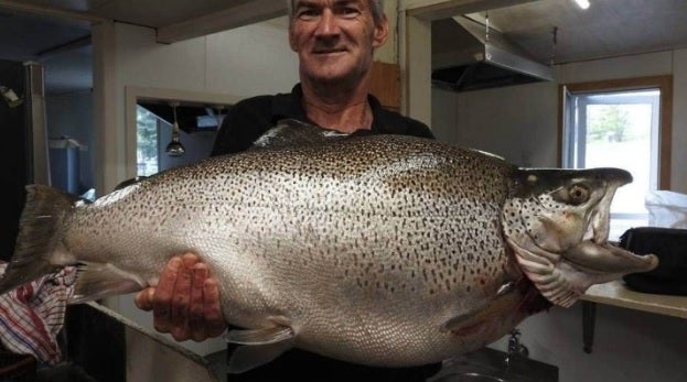 World record brown trout