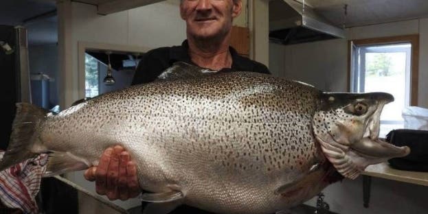 It’s Official: New World Record Brown Trout is Certified by the IGFA