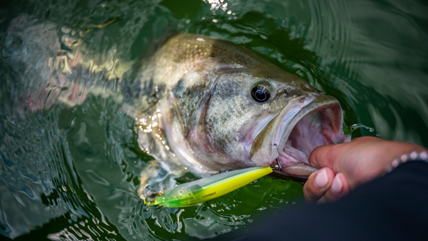 largemouth bass with bait in mouth