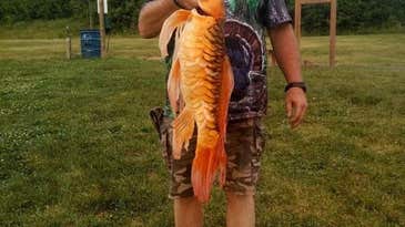 Giant 9-Pound Koi Fish Catch Prompts Warnings in Missouri