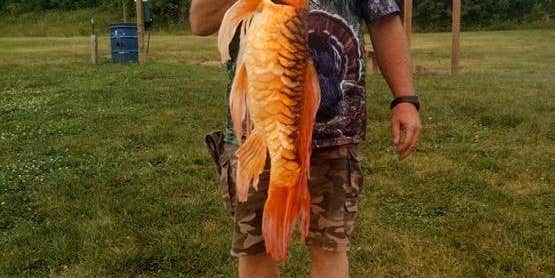 Giant 9-Pound Koi Fish Catch Prompts Warnings in Missouri