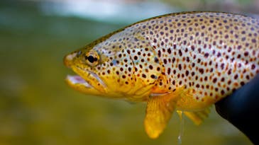 Study Says Brown Trout Can Get Hooked on Crystal Meth