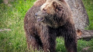 Grizzly Bear Mauls and Kills Montana Camper