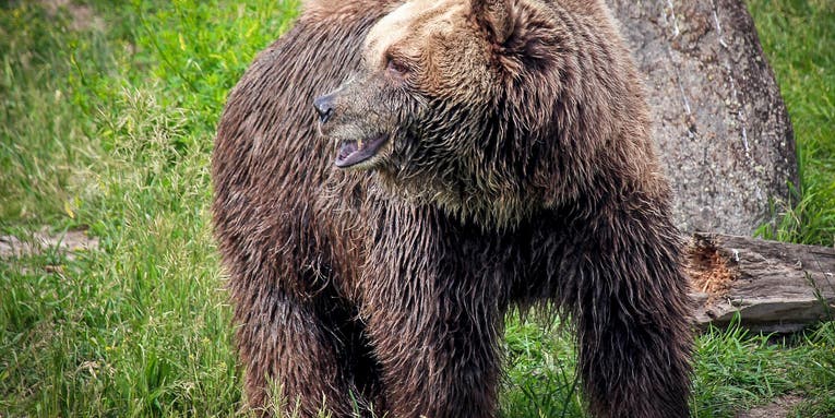 Grizzly Bear Mauls and Kills Montana Camper
