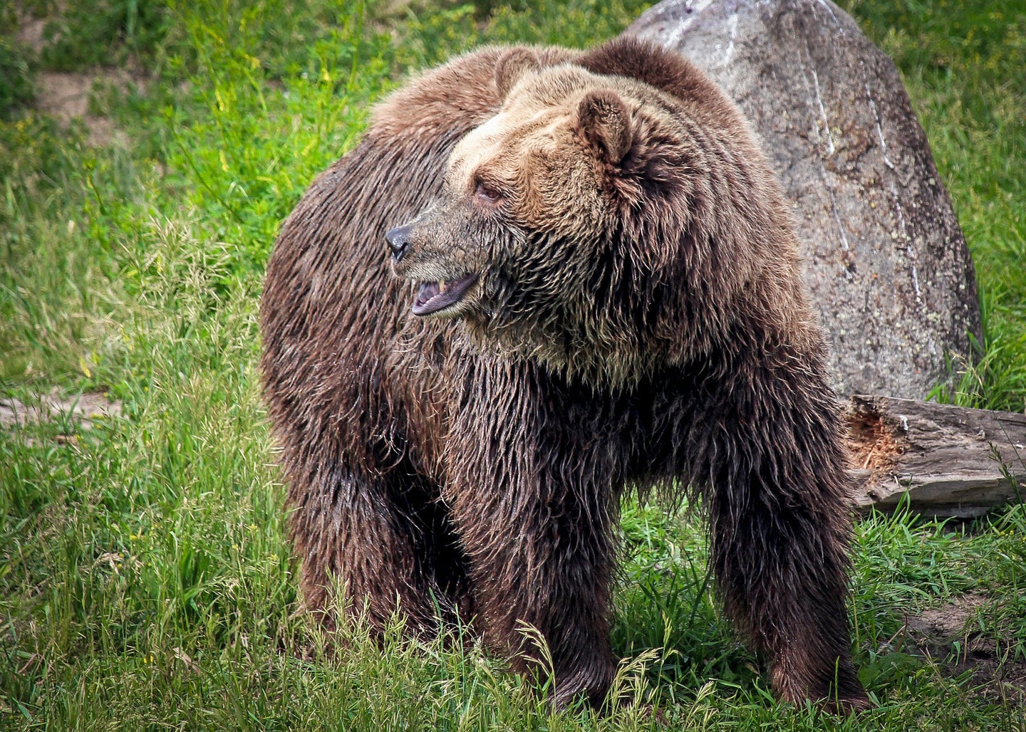 The search is on for a grizzly that attacked and killed a camper in Montana.