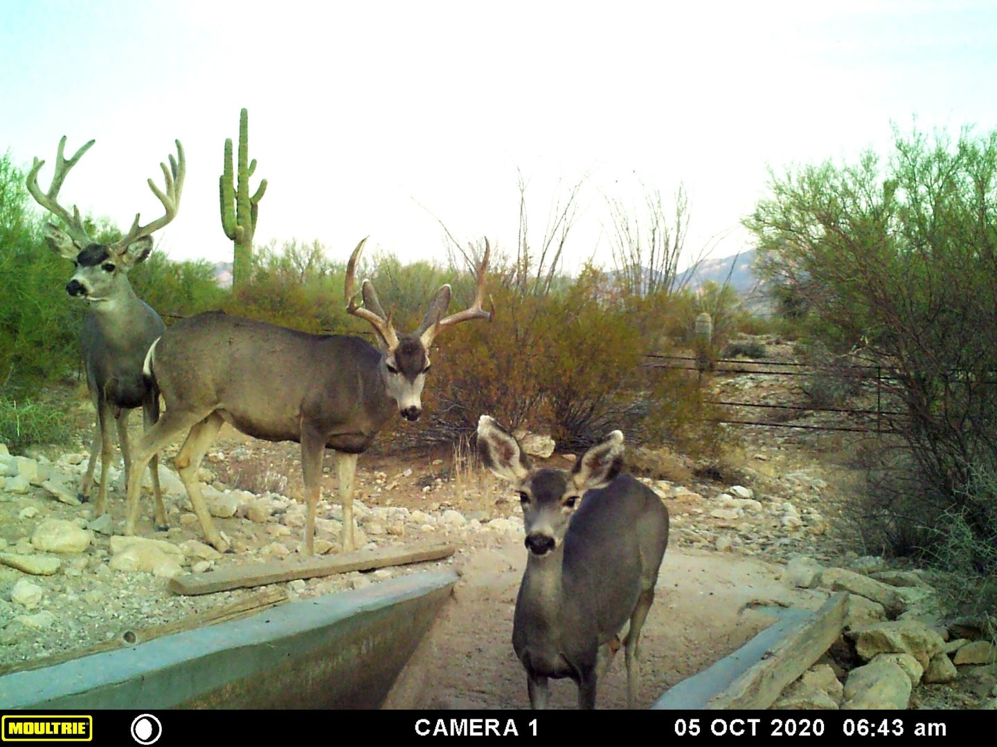 Trail Camera photo of Arizona Mule Deer