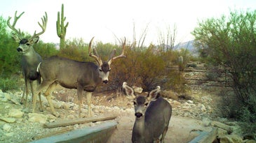 Trail Camera photo of Arizona Mule Deer
