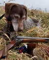 dog with dead pheasant and upland shotgun