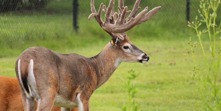 “We Need to Eliminate Deer Farms Entirely.” Minnesota Hunter’s Group Aims to Shut Down Captive Deer Industry