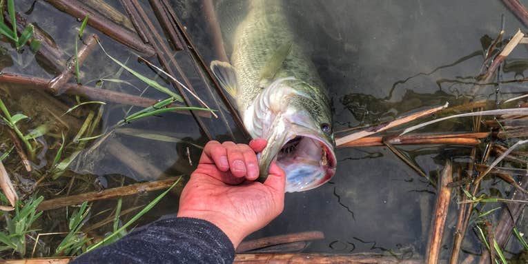 The Pond-Hopper’s Guide to Fishing for Summer Bass