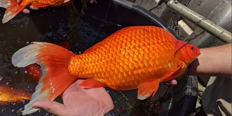 A 9-Pound Goldfish? Yes, But the Discarded Pets Are a Problem for Other Species