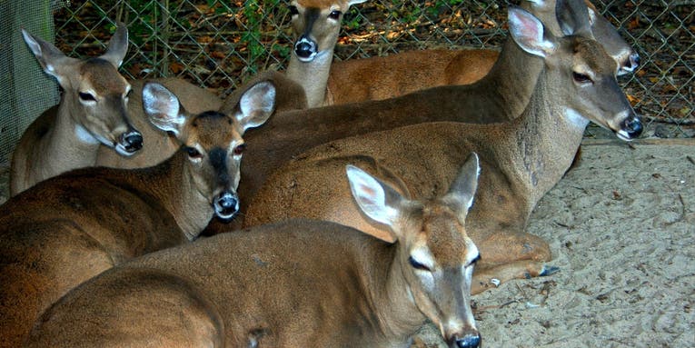 F&S Interview: Minnesota Hunter’s Group Explains Why It Wants Captive Deer Farms Shut Down