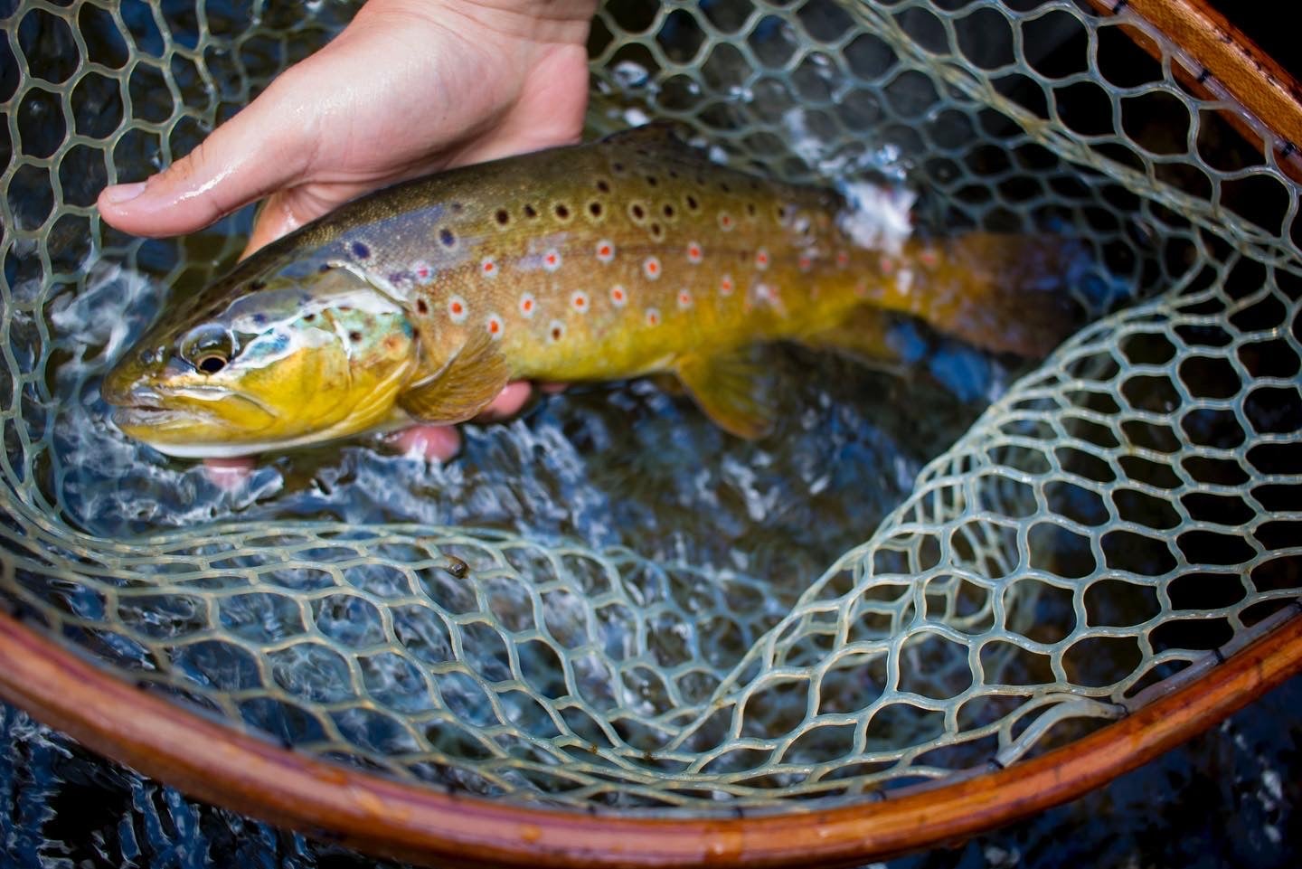 brown trout in net