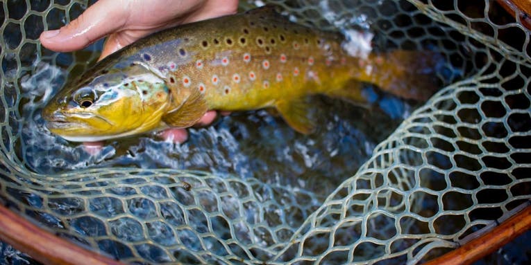 The Best Fly Reels for Trout (2024 Review)