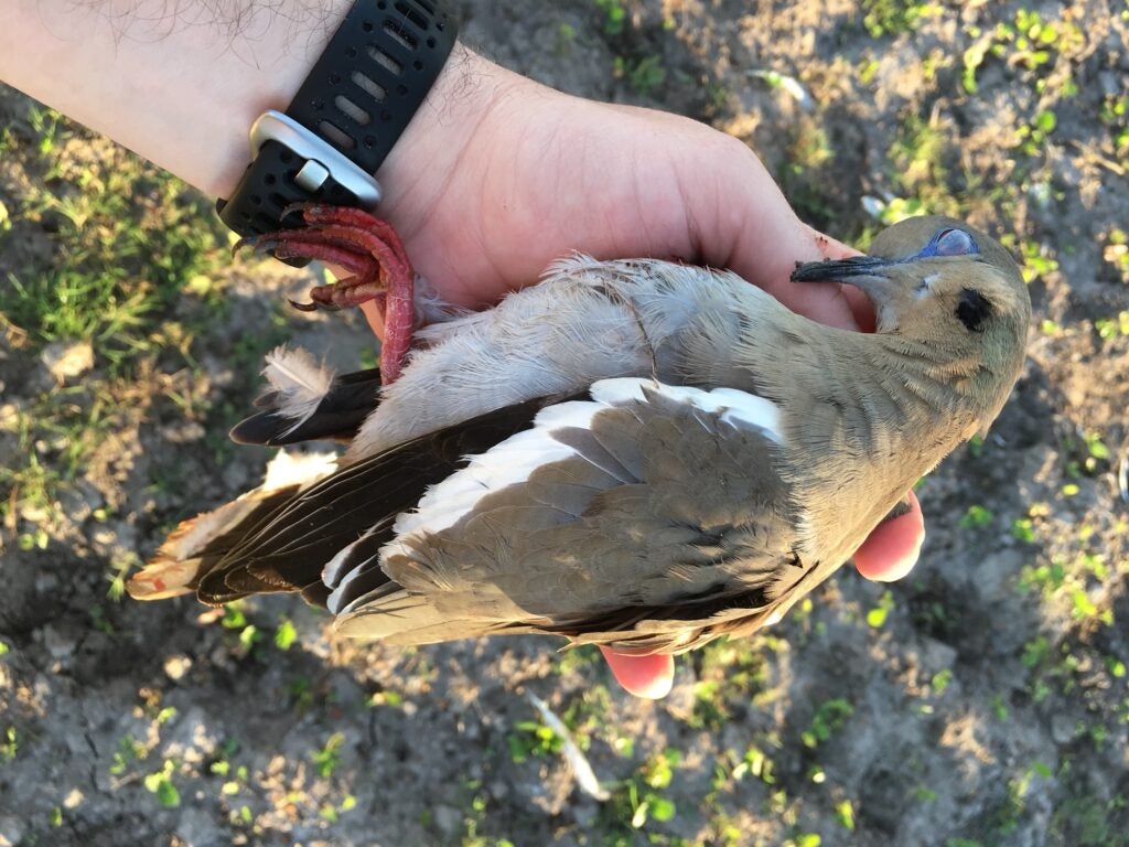 dead dove during a hunt.