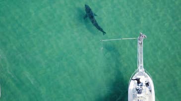 Aerial Cameras Spy on White Sharks as They Hunt Down Seals